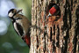 woodpecker